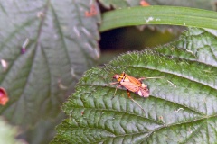 Striped Oak Bug [Rhabdomiris striatellus]