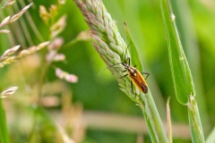 Meadow Plant Bug [Leptopterna dolabrata]
