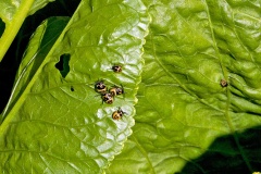 Brassica Shieldbug [Eurydema oleracea]