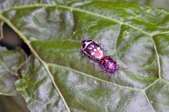 Brassica Shieldbug [Eurydema oleracea]