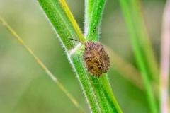 Hairy Shieldbug [Dolycoris baccarum]