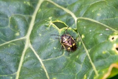 Brassica Shieldbug [Eurydema oleracea]