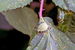 Green Shieldbug [Palomena prasina]