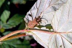 Dock Bug [Coreus marginatus]