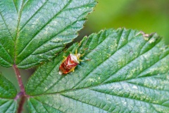 Birch Shieldbug [Elasmostethus interstinctus]