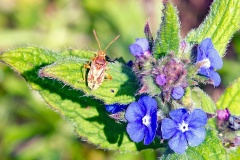 Banded Rhopalid [Stictopleurus punctatonervosus]