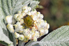 Gorse Shield Bug [Piezodorus lituratus]