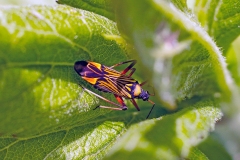 Fine-streaked Bugkin [Miris striatus]