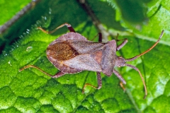 Dock Bug [Coreus marginatus]