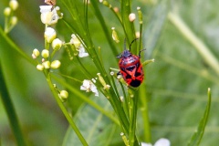 Ornate Shieldbug [Eurydema ornata]