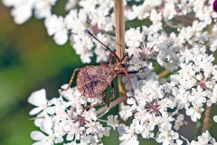 Dock Bug [Coreus marginatus]