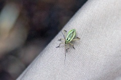 Meadow Plant Bug [Leptopterna dolabrata]