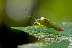 Hawthorn Shield Bug [Acanthosoma haemorrhoidale]