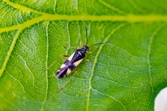 Four-spotted Oak Bug [Dryophilocoris flavoquadrimaculatus]