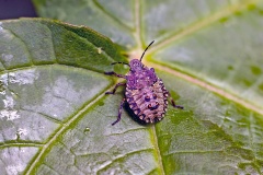 Forest Bug [Pentatoma rufipes]