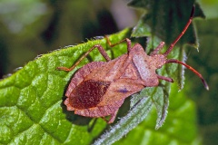 Dock Bug [Coreus marginatus]