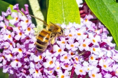 Western Honey Bee [Apis mellifera]