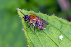 Chocolate Mining Bee [Andrena scotica]