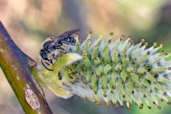 Small Sallow Mining Bee [Andrena praecox]