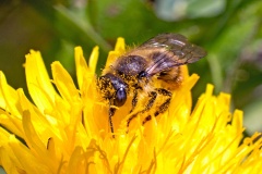 Ashy Mining Bee [Andrena cineraria]