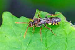 Flavous Nomad Bee [Nomada flava]