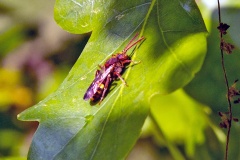 Flavous Nomad Bee [Nomada flava]