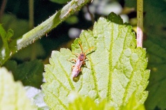 Flavous Nomad Bee [Nomada flava]