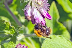 Common Carder Bee [Bombus pascuorum]