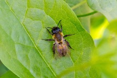 Broad-margined Mining Bee (Andrena synadelpha?) Broad-margined Mining Bee (Andrena synadelpha?)
