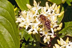 Western Honey Bee [Apis mellifera]