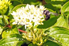 Ashy Mining Bee [Andrena cineraria]
