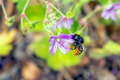 Patchwork Leafcutter Bee [Megachile centuncularis]