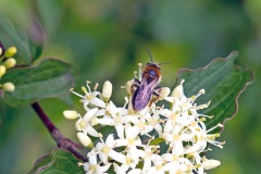 Early Mining Bee [Andrena haemorrhoa?]