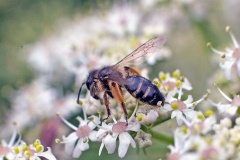 Yellow-legged Mining Bee [Andrena flavipes?]