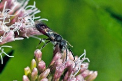 Box-headed Blood Bee [Sphecodes monilicornis]