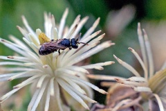 Chalk Yellow-face Bee [Hylaeus dilatatus]