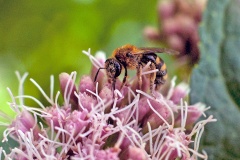Common Furrow Bee [Lasioglossum calceatum?]