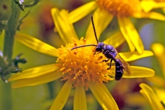 Sharp-collared Furrow Bee [Lasioglossum malachurum?]