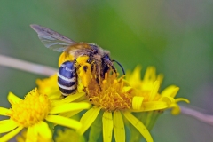 Grey-banded Mining Bee [Andrena denticulata?]