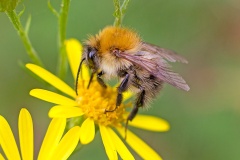 Common Carder Bee [Bombus pascuorum]