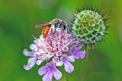 Small Scabious Mining Bee [Andrena marginata]