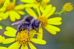 Ashy Mining Bee [Andrena cineraria]