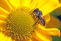 Patchwork Leafcutter Bee [Megachile centuncularis]
