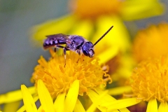 White-zoned Furrow Bee [Lasioglossum leucozonium?]