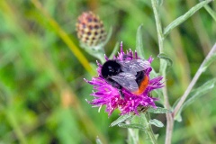 Red-tailed Bumblebee [Bombus lapidarius]