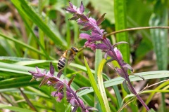 Red Bartsia Bee [Melitta tricincta]