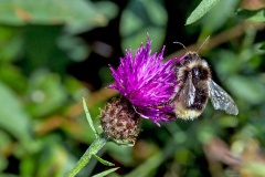 Red-tailed Bumblebee [Bombus lapidarius]