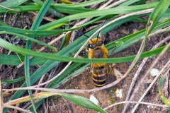 Ivy Bee [Colletes hederae]