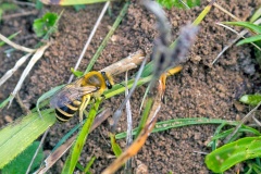 Ivy Bee [Colletes hederae]