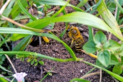 Ivy Bee [Colletes hederae]